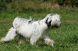 TERRIER DU TIBET 253